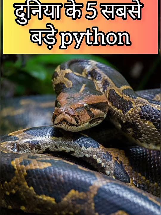  biggest python of the world yutubeshorts 