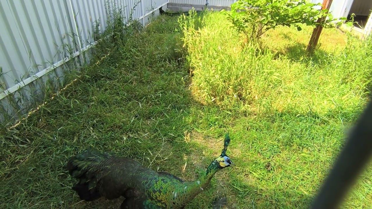 Hőségben- jávai zöldpáva (Pavo muticus)