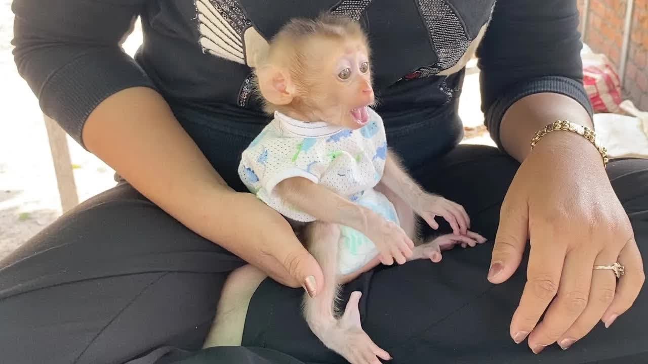 Greedy Baby Monkey DAM Drink Too Full Until Vomit