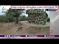 Leopard spotted at KCR Urban Eco Park
