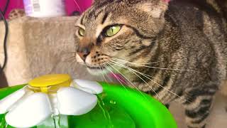 Como toman agua los gatos (slow motion) by Violeta Selakov 34 views 2 years ago 52 seconds