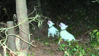 Bull Terrier For Life