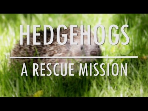 Video: Hedgehog Day: 8 Hal yang Perlu Diketahui Tentang Makhluk Berduri Ini