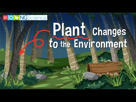 Video: Hvordan påvirker miljøet plantevæksten?