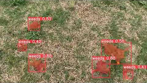 Weed Annotation | Agriculture Annotation | Computer Vision | ML | Wisepl