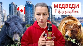 ВАНКУВЕР: МЕДВЕДИ и Дикие Животные Канады, Как покупать спрей от медведей в Британской Колумбии