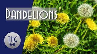 Dandelions And Civilization A Forgotten History