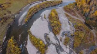 Willowfly Anglers