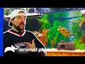 Kevin Smith Ecstatic About His Turtles' Impressive New Home | Tanked