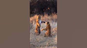 Surah al ikhlaas #egzonibrahimi #سورة_الإخلاص #ikhlas #quran #nature #islamicprayer #beautiful