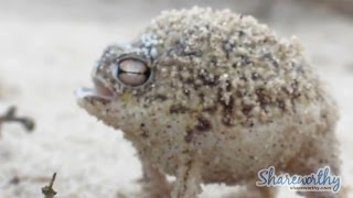 50 Screaming Frogs and One Awesome Cat
