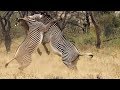 Best of African Animals | Top 5 | BBC Earth