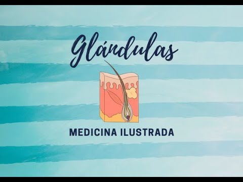 Video: ¿Dónde están las glándulas sudoríparas?