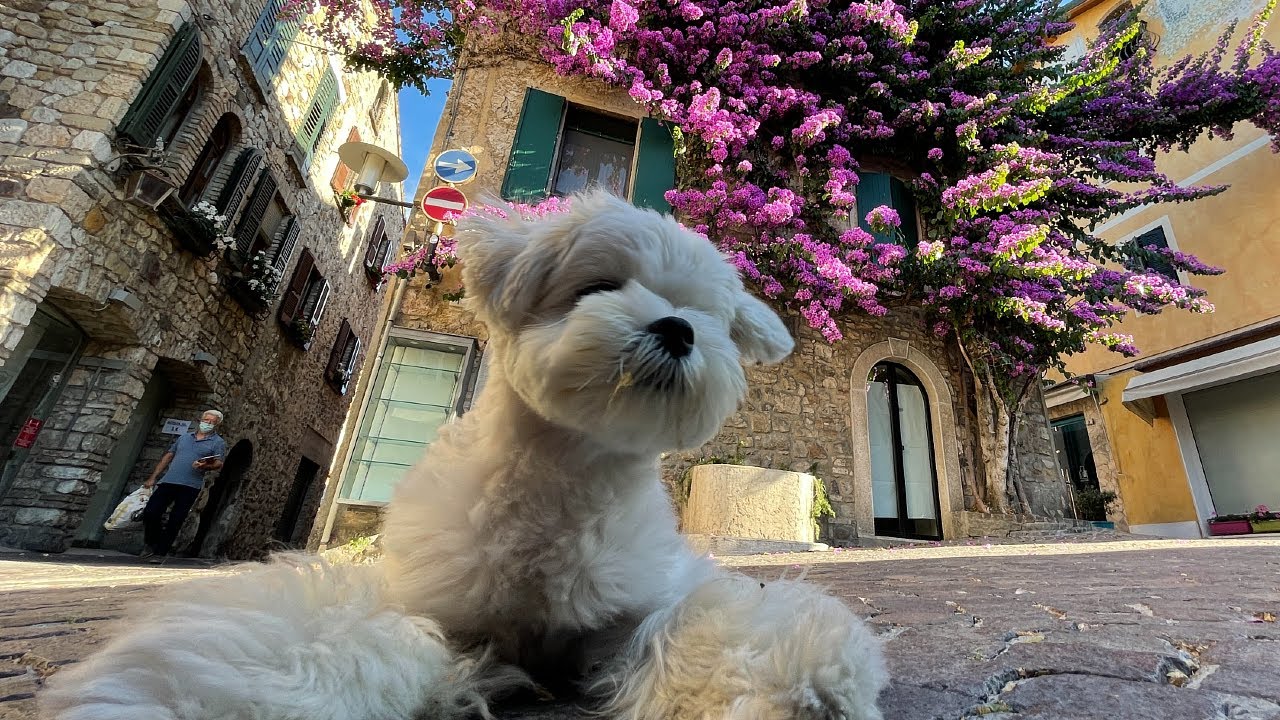 CUTE MALTESE PUPPY LOVES ITALY ❤️