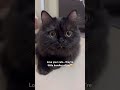 Love your cats… they’re little bundles of joy #cats #cat #shorts #cute #shortvideo