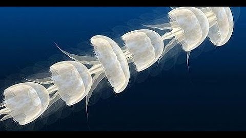 Propulsion System of the Jellyfish
