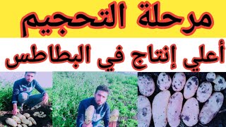 مرحلة التحجيم و أعلي إنتاج في فدان البطاطس( تحجيم درنات البطاطس 2)