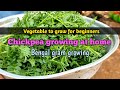 how to grow green leafy vegetables at home | bengal gram | growing vegetables at home