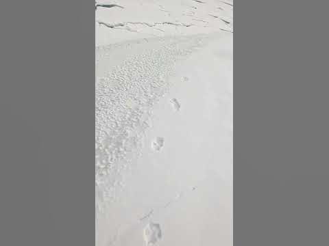 Волчий след в тайге #смотрипоход - YouTube