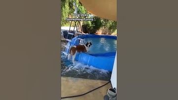 One Pet Video → Dozens of Paychecks 🐶💰 #PetfluencerSecrets