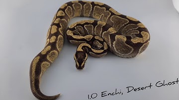 Using a light box to take better pictures of some of our Royal Pythons