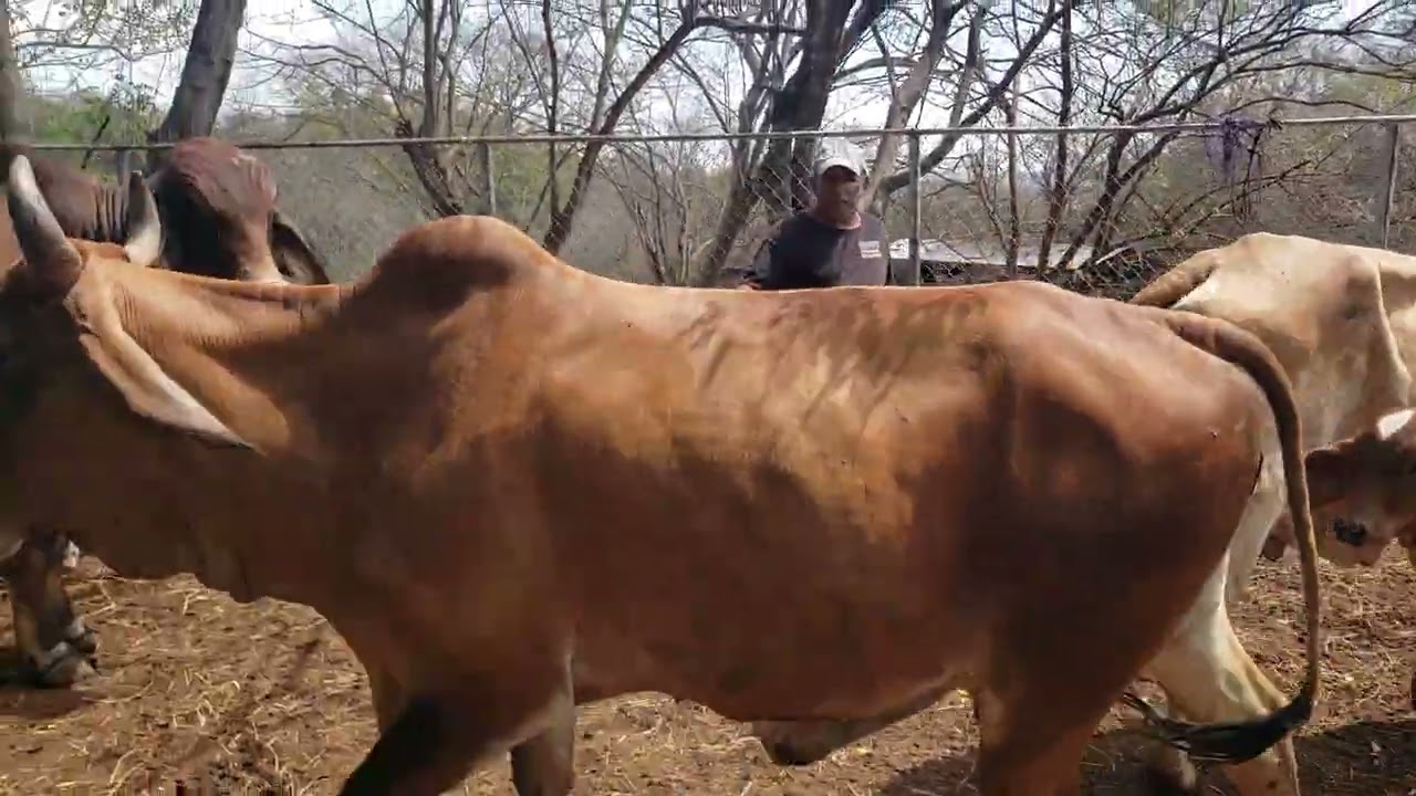 Corrales de don Victorino Meléndez 78521406