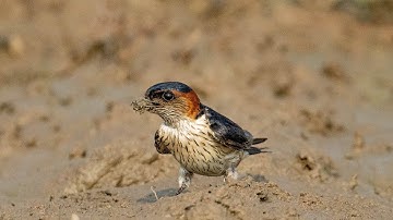 Red Rumped Swallow Collecting Mud – Nature’s Tiny Architect | Wildlife Documentary | Nest building