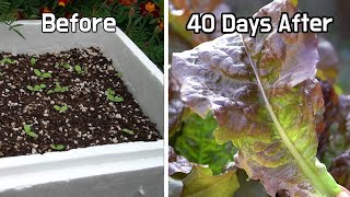 상추 키우기♥ 스티로폼 박스에 씨앗뿌리기부터 수확까지 (How to grow lettuce in a Styrofoam Box, スチロール箱にリーフレタスの育て方)