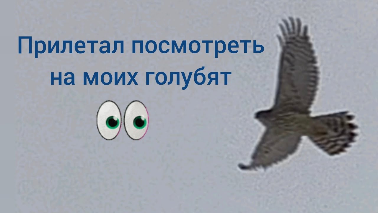 14 февраля 2026. Ястреб прилетал посмотреть на моих голубят🧐