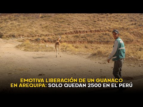 Así fue la emotiva liberación del guanaco que fue rescatado de un canal de regadío en Arequipa
