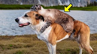 Dog Carries Injured Cat To The Vet. Vet Turns Pale Upon Realizing Who The Cat Belongs To by The Animal Gaze 725 views 12 days ago 27 minutes