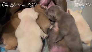 Puppies Family Day 15 Fur Baby French Bulldogs Breastfeeding #viralvideos #puppyvideos