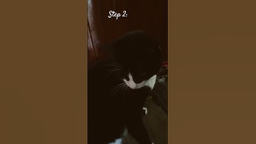 How to pick up your cat the right way 🐈‍⬛#shorts