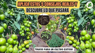 5 Consejos Profesionales en Cultivos De Tomates para maximizar la producción de frutos