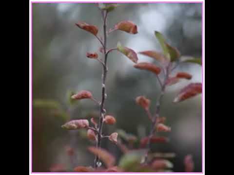 آية الكرسي مشاري العفاسي