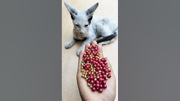 Satisfying ASMR Cat • Reverse Marble Flow Magic#shorts #cat #beads #asmrvideos #satisfyingvideo