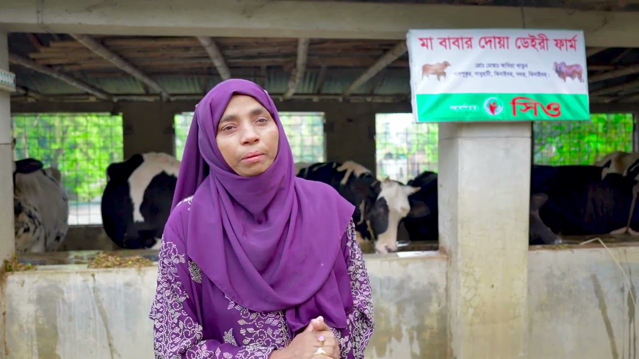 সিও সংস্থার সফল নারী উদ্দোক্তা আম্বিয়া খাতুন লাকী এর উন্নত জাতের গরু পালন দুগ্ধ খামার  প্রকল্প।