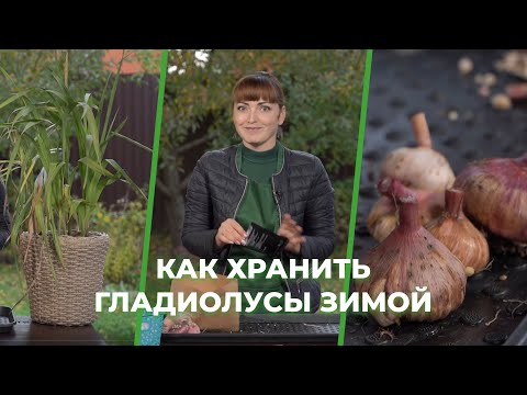 «Зеленее будет». Как хранить гладиолусы зимой