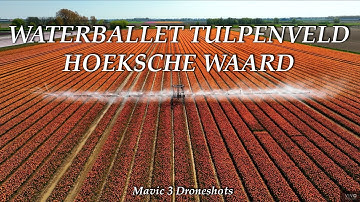 Waterballet Tulpenveld Hoeksche Waard - Dronebeelden Mavic 3