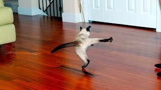 Смешные приколы! Коты летают! Смешные приколы! Коты летают!