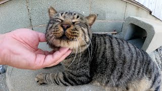 お昼寝から目覚めたキジトラ猫が上機嫌で人間にモフられる
