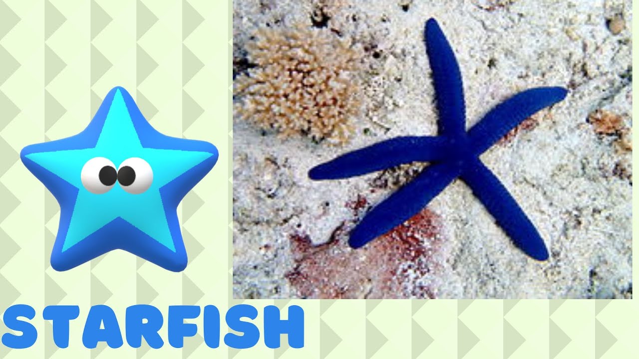 Starfish for Kids with Pronunciation (and with photos) 