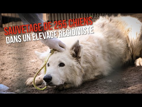 Vidéo: Les chiots sauvés de la négligence helleuse guérissent le corps et l'esprit