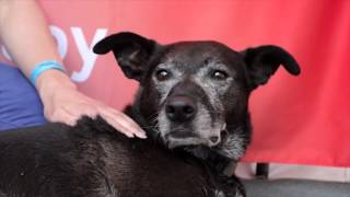 Photizo Light Therapy - The Game Fair