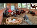 Colhendo ovos, alimentando as aves e dando umas dicas básicas de manejo