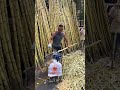 #rareviews #sugarcane #hardwork