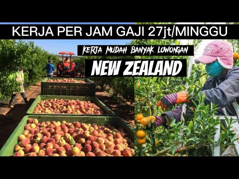 Video: Apakah dana terurus terbaik di nz?