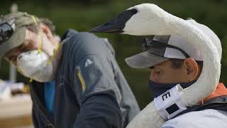 Trumpeter swan tag and release in Minnesota