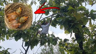 12 Hari Menunggu Dan Akhirnya Kita Panen Sarang Cendet - Mbolang Mencari Sarang Burung