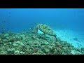 Turtles In The House Reef | Veligandu Island Resort &amp; Spa - Maldives